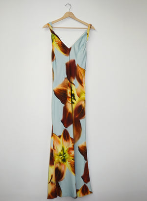 Lilium 